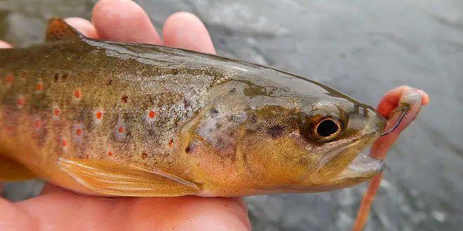 2viter les décrochés lors de la pêche à la truite