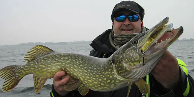 Pêche du brochet avec de gros leurres