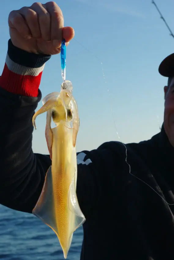 Pêche du calamar avec le montage branko