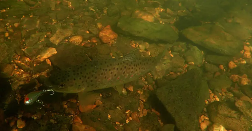 Pêche des carnassiers du bord