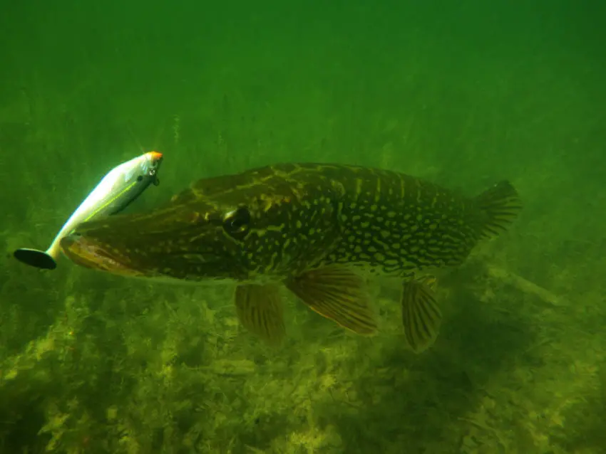 Pêche des carnassiers du bord