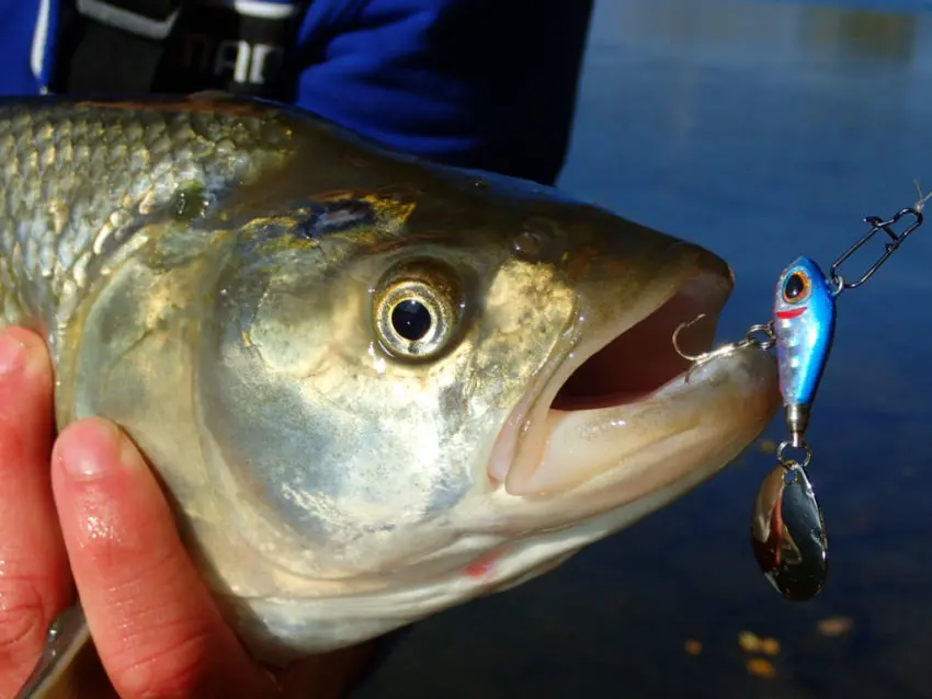 Pêche des carnassiers du bord