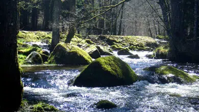 Pêche des carnassiers du bord