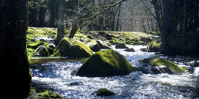 Pêche des carnassiers du bord