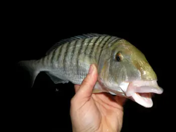 Pêche de nuit en surfcasting