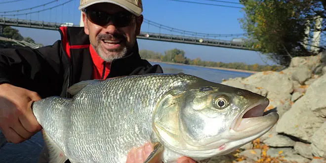 Photo de prise de type poisson carnassier