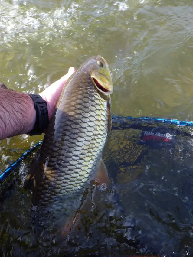 Pêche des carnassiers en compétition