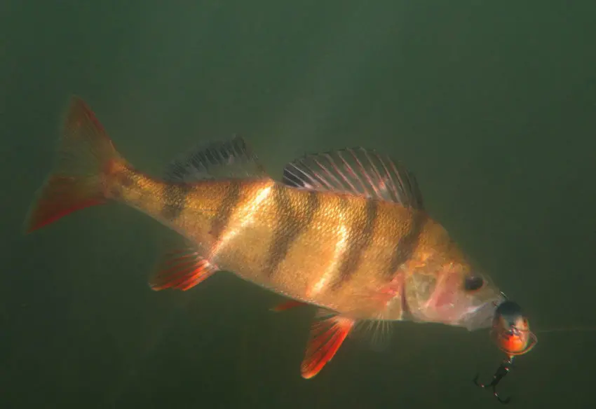 Pêche des carnassiers en compétition