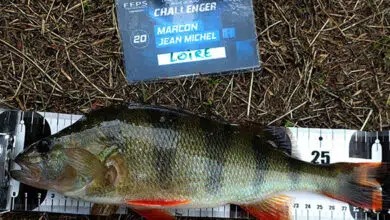 Pêche des carnassiers en compétition