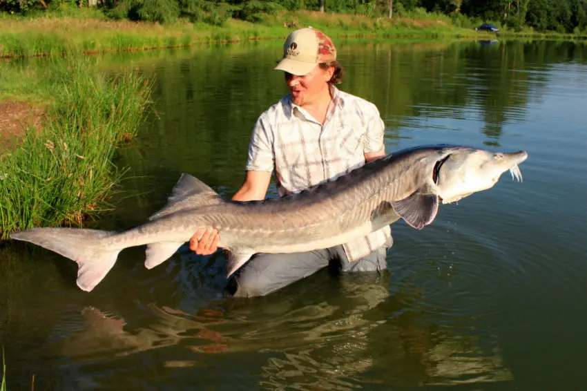 Pêche de l'esturgeon au feeder en carpodrome