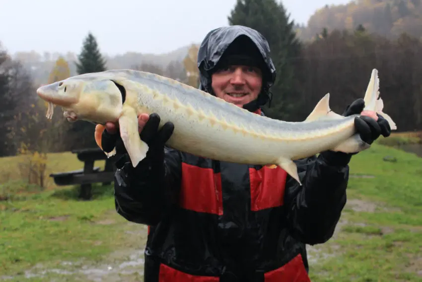 Pêche de l'esturgeon au feeder en carpodrome