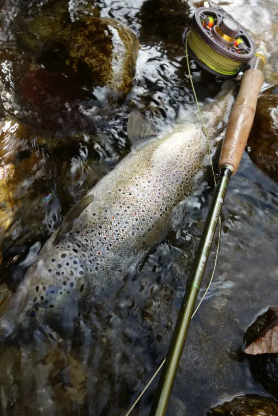 Pêche à la mouche en début de saison