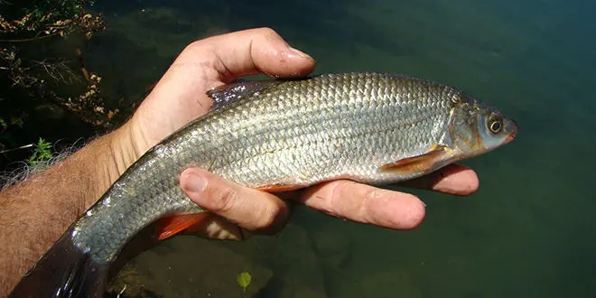 Poisson Hotu