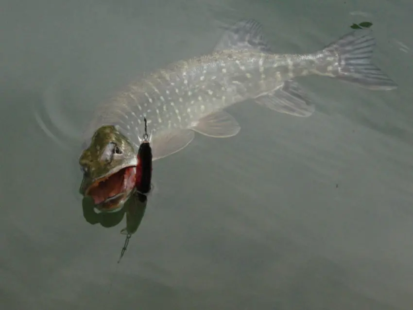 Pêche du brochet aux leurres suspending