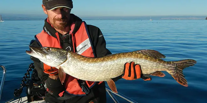 Pêche du brochet aux leurres suspending