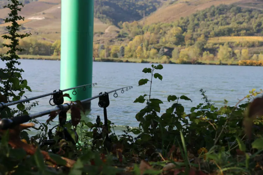 Pêche de la carpe aux piles de pont