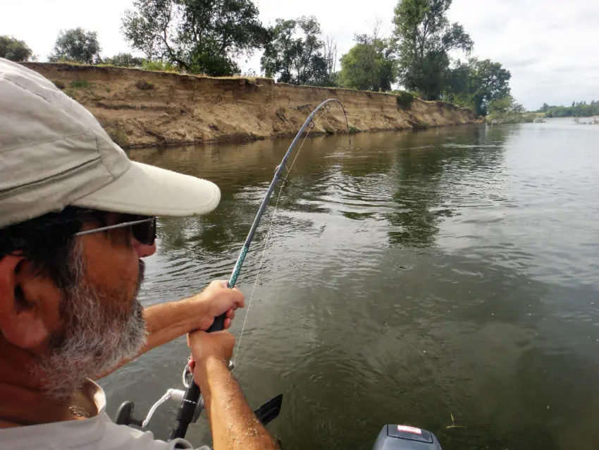 Pêche du silure en loire moyenne