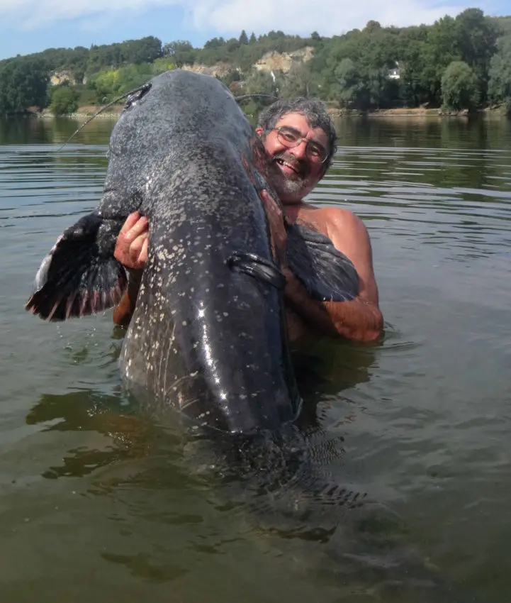 Pêche du silure en loire moyenne