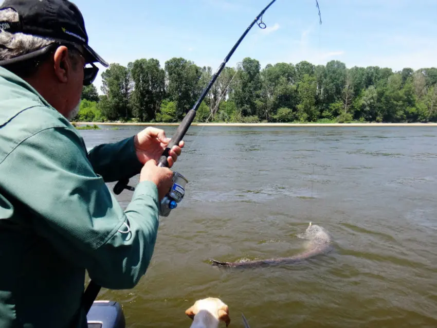 Pêche du silure en loire moyenne