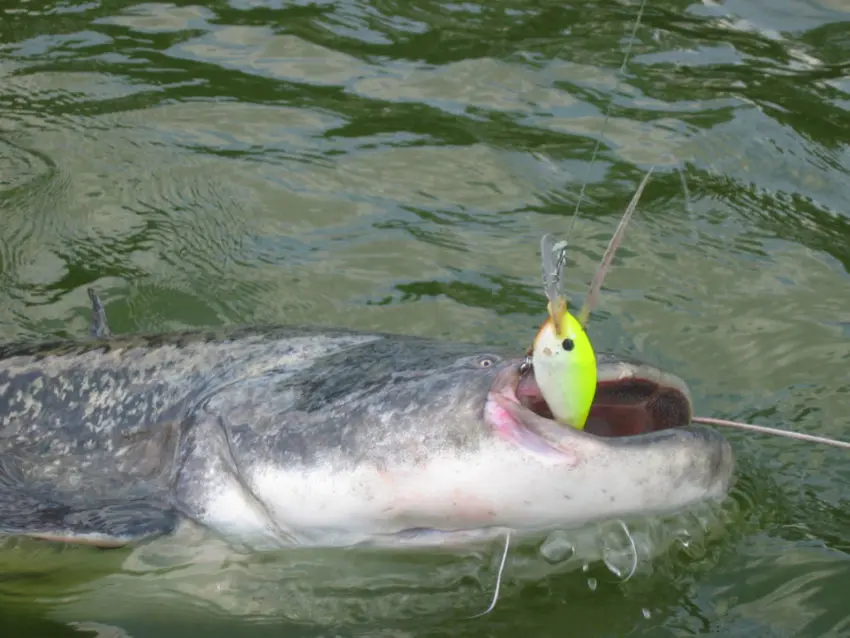 Pêche du silure en loire moyenne