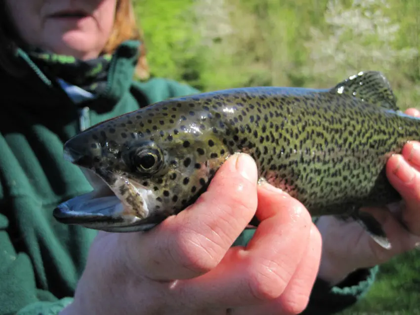 Pêche à la truite en plan d'eau