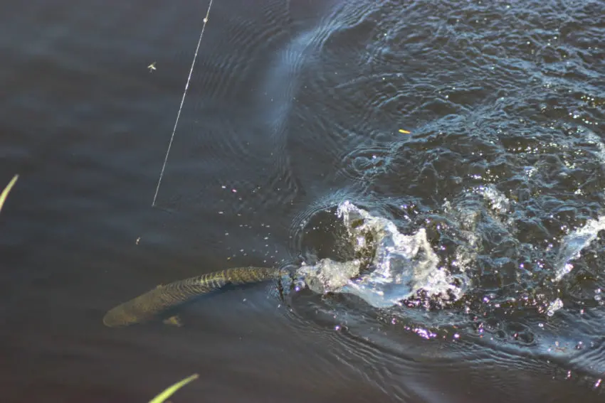 Pêche à la truite en plan d'eau