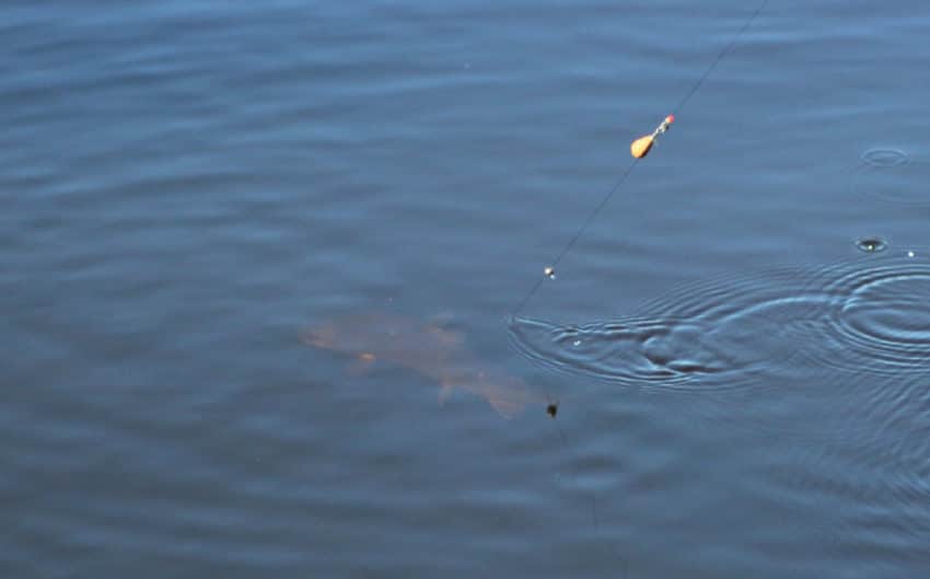 Pêche à la truite en plan d'eau