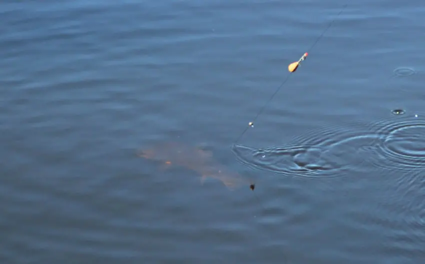 Pêche à la truite en plan d'eau