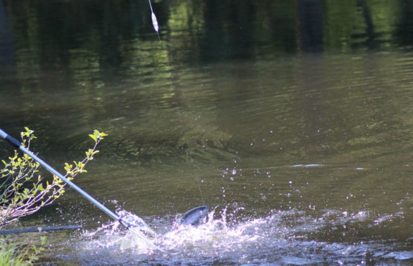 Pêche à la truite en plan d'eau