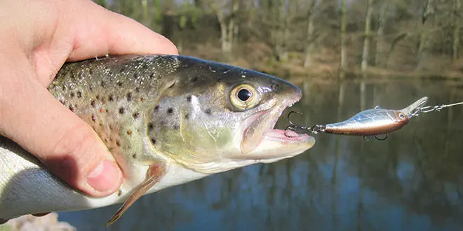 Pêche à la truite en plan d'eau