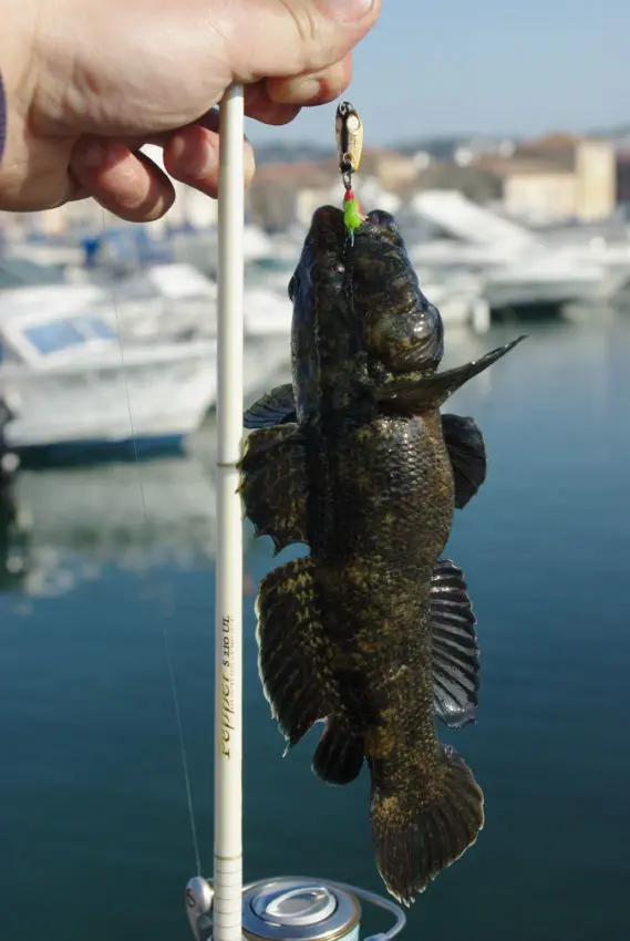 Gobie et rascasse record en rockfishing