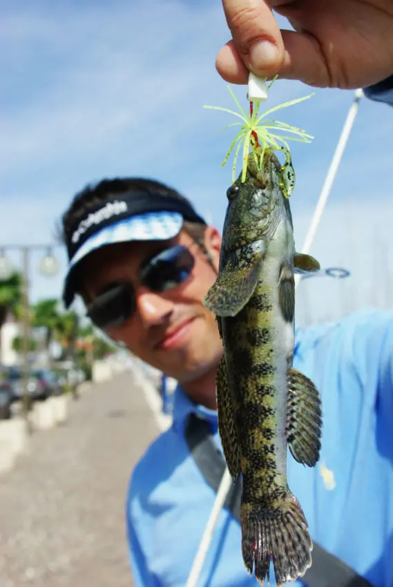 Gobie et rascasse record en rockfishing