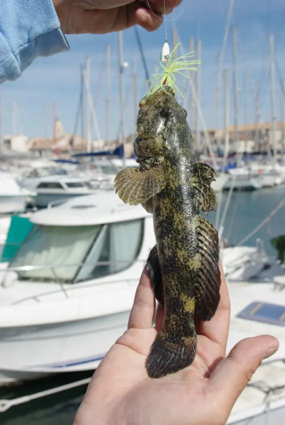 Gobie et rascasse record en rockfishing