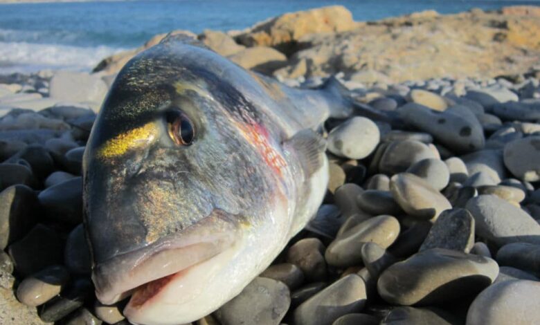 Appâts pour la pêche en surfcasting