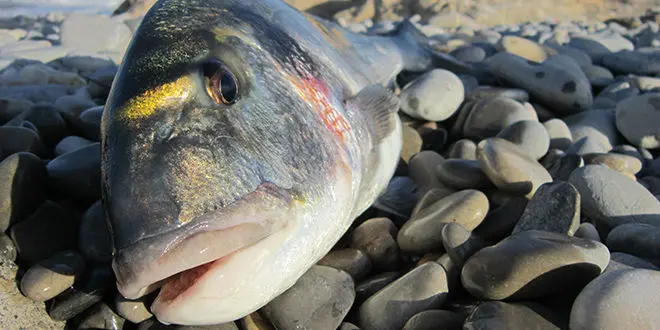 Appâts pour la pêche en surfcasting