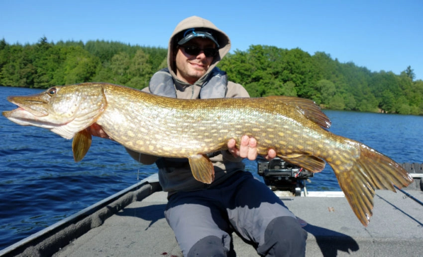 Pêche du brochet au leurre souple type big bait