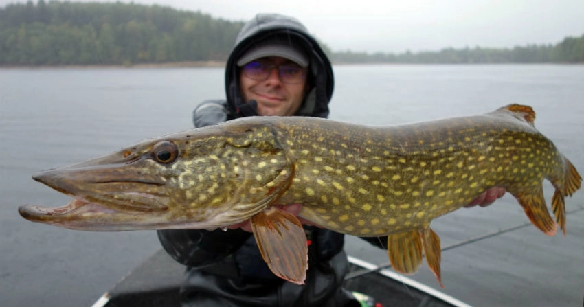 Pêche du brochet au leurre souple type big bait