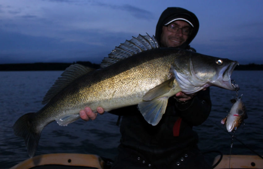 Pêche du brochet au leurre souple type big bait