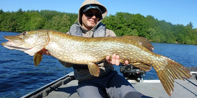 Pêche du brochet au leurre souple type big bait