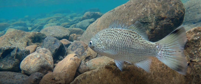 Pêche en Nouvelle Calédonie : carnassiers d'eau douce