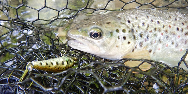 Pêche de la truite aux leurres