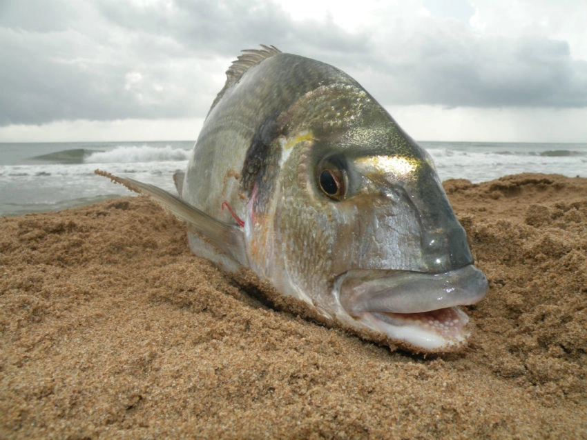 Pêcher les coups de mer en surfcasting