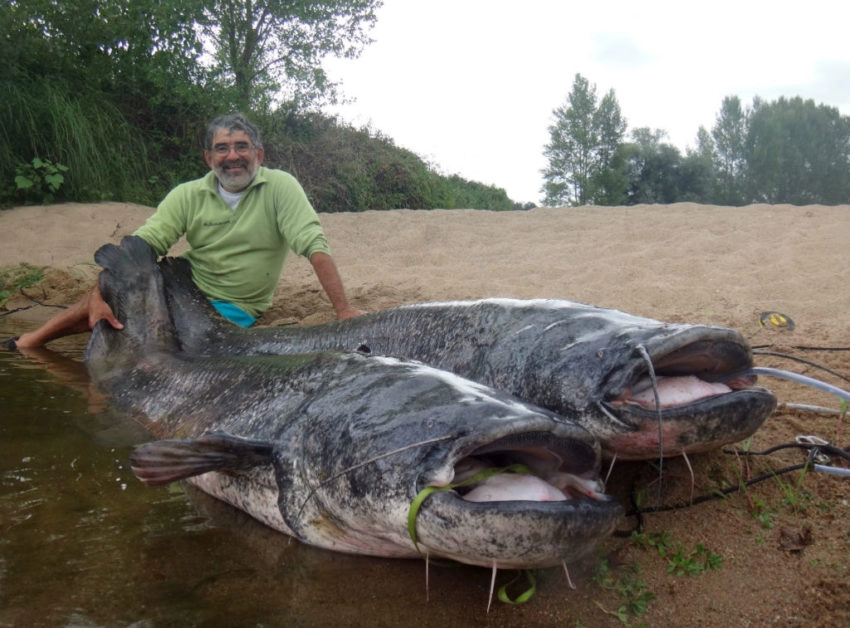 Pêche au silure en Loire