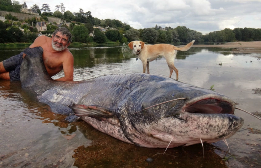 Pêche au silure en Loire