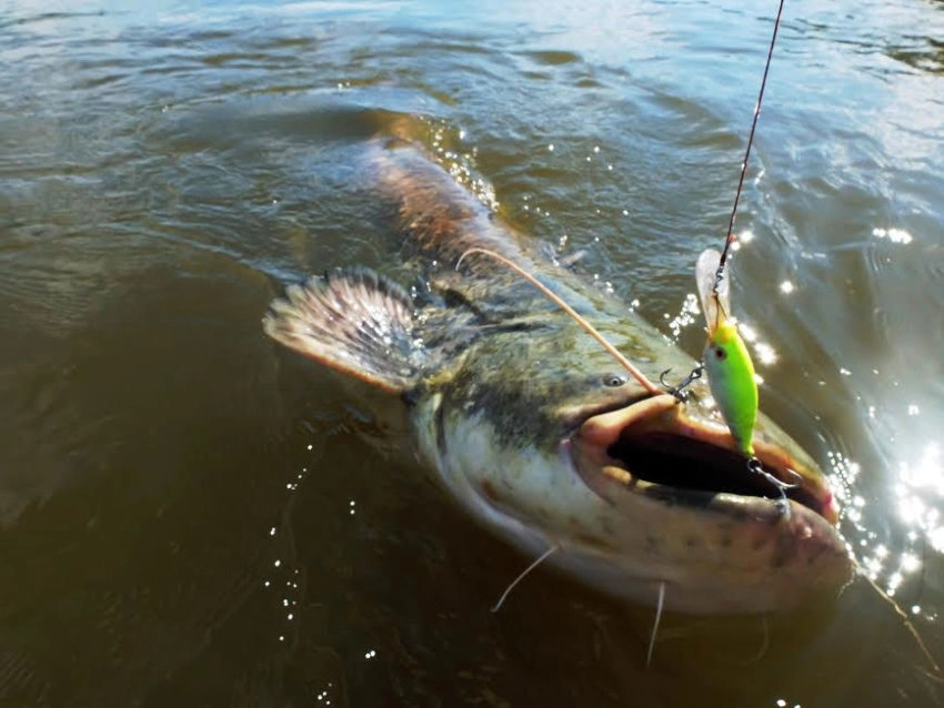 Pêche au silure en Loire