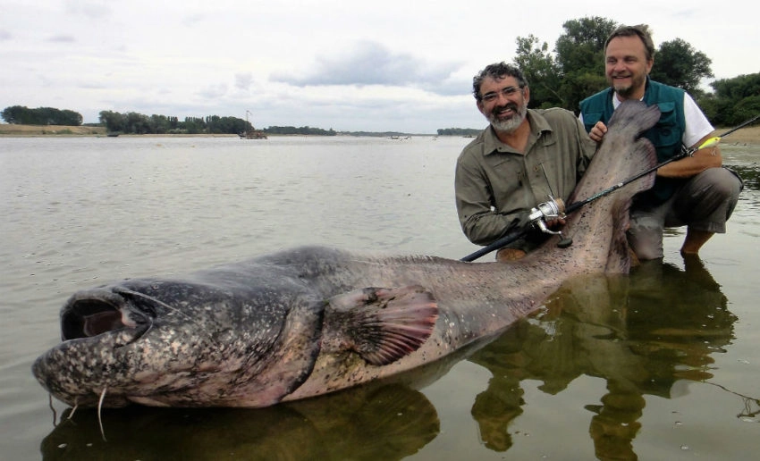 Pêche au silure en Loire