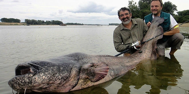 Pêche au silure en Loire