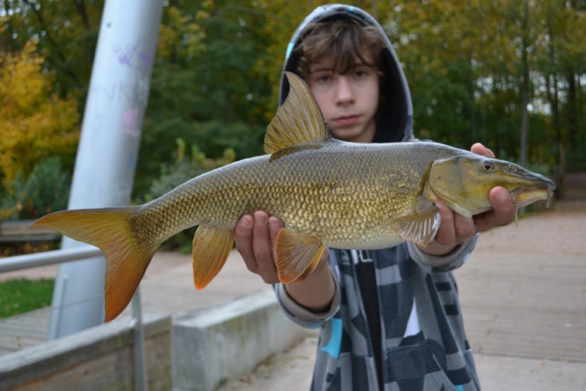 Pêche du barbeau au leurre