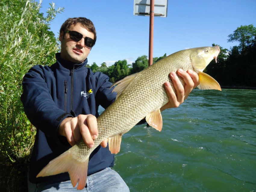 Pêche du barbeau au leurre