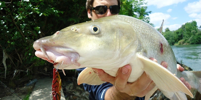 Pêche du barbeau au leurre